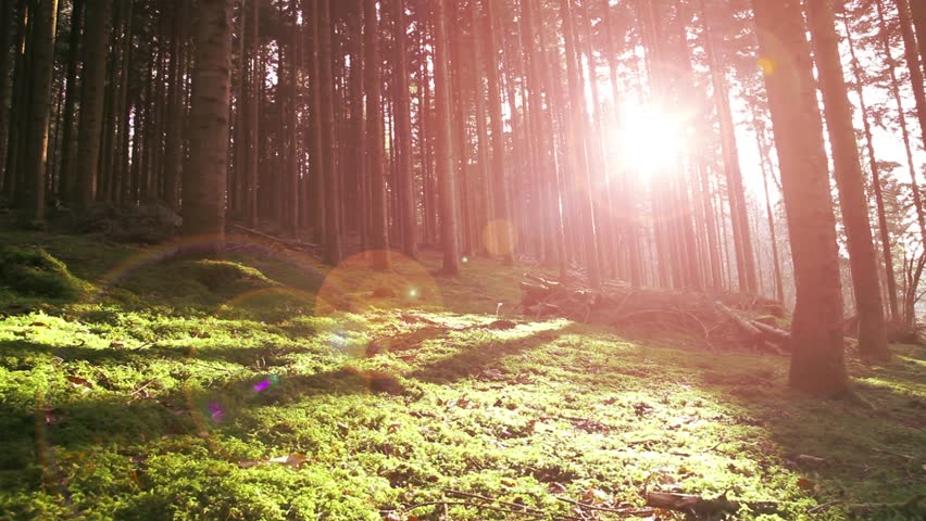 Magical morning mystic forest with green moss on the floor and lovely red color sun rays with flare. Right to left slowly slider dolly move.  | Shutterstock HD Video #14478961