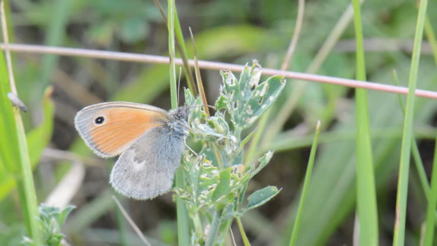 Butterfly in grass