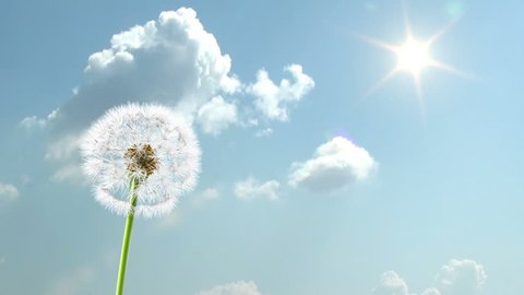 Dandelion, 3d animation on time-lapsed sky background