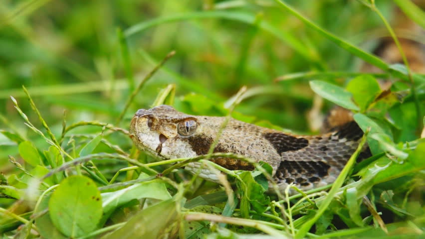Canebrake Rattlesnake (Crotalus horridus) is a highly venomous snake of the