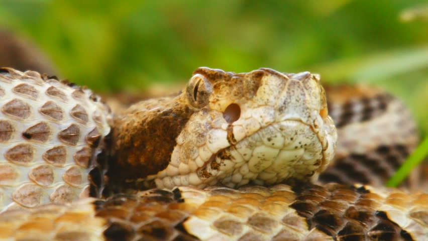 Rattlesnake (Crotalus horridus) strikes