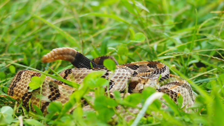 Canebrake Rattlesnake (Crotalus horridus) is a highly venomous snake of the