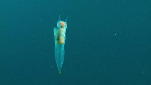 Underwater shot of a Clione Limacina, sea angel or sea butterfly, swimming graciously in the Arctic ocean