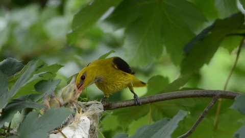 Young birds (chicken) of golden oriole sitting in the nest on the maple branch in the green forest. Female golden oriole feeds them with fat catterpillar.
