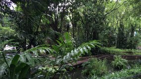 4K UHD video of lush tropical green jungle.