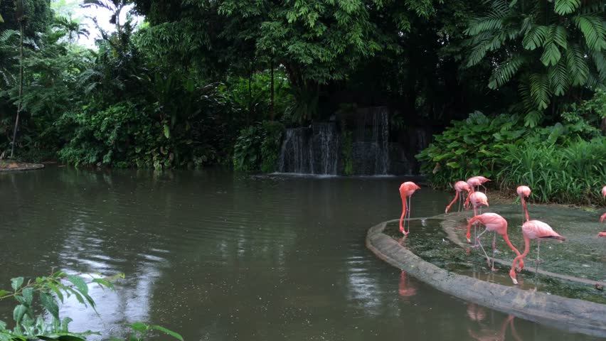 4K UHD video of beautiful flamingos at park.
