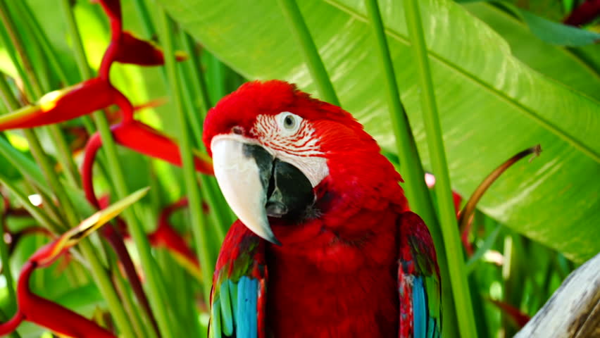 Sløset svag Reproducere Parrot Ara. Red Parrot Ara Arkivvideomateriale (100 % royaltyfritt)  14500939 | Shutterstock