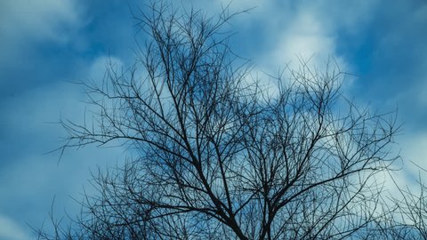 Time lapse video of leafless tree against cloudy sky