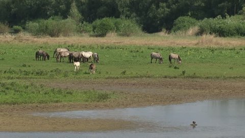 Konik horse, herd with foals on riverbank in Blauwe Kamer nature reserve along the Lower Rhine, The Netherlands.  