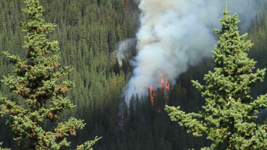 Forest fire in the Rocky Mountains