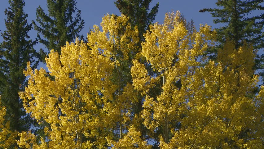 Autumn Aspen Trees