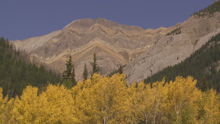 Autumn Aspen Trees and Mountains