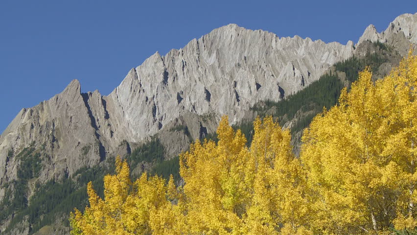 Autumn Aspen Trees and Mountains