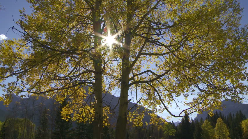 Autumn Trees and Sun