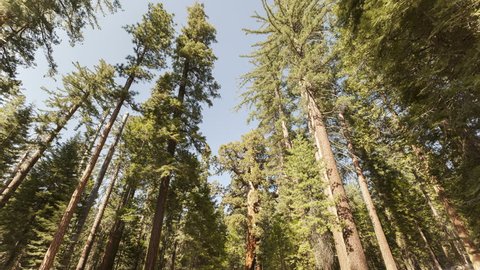 4K Time lapse tilt shot of tourists visiting the tall Forest of Sequoias at daytime in Yosemite National Park, California