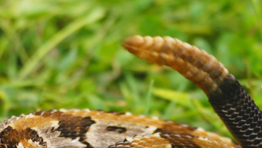 Canebrake or Timber Rattlesnake (Crotalus horridus) is a highly venomous snake of the south eastern United States.