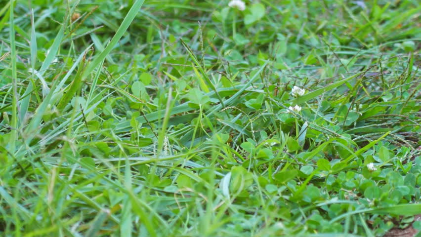 Canebrake or Timber Rattlesnake (Crotalus horridus) is a highly venomous snake of the south eastern United States.