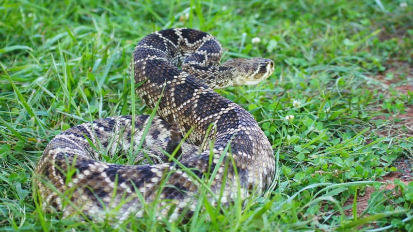 Eastern Diamondback Rattlesnake (Crotalus adamanteus) is a highly venomous snake