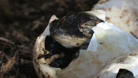 Alligator Eggs Hatch
