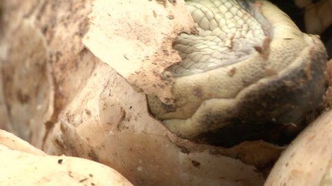 Alligator Eggs Hatching