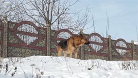 dog fence winter/dog guarding the fence House in winter
