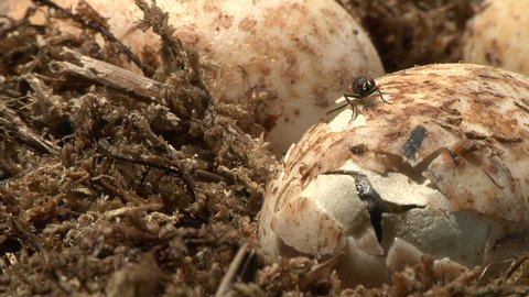 Alligator Eggs Hatch