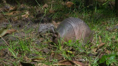 Armadillo searching for food