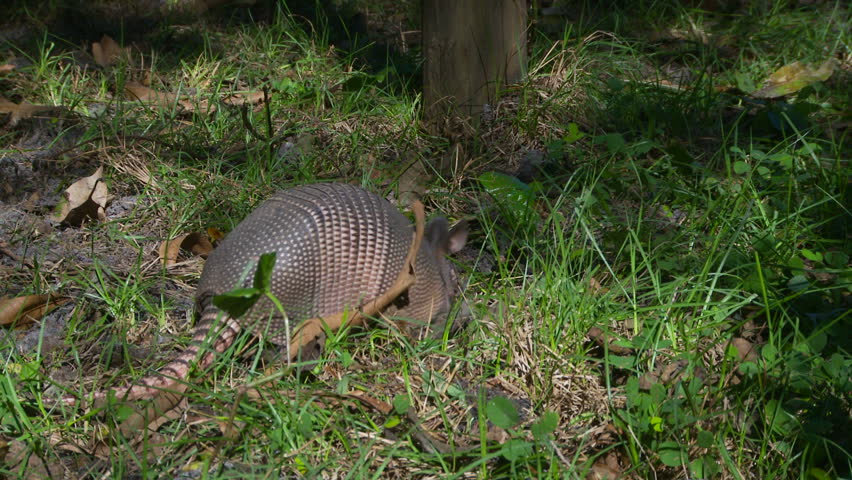 Armadillo Searching for Food ์คํก ๋์์ ๋น๋์ค(100% ๋ก์ดํฐ ํ๋ฆฌ) 1451674 Biology Diagrams