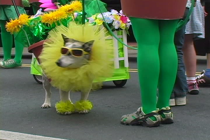 A dog in a funny costume.