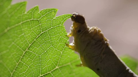 Silkworm eating Mulberry Tree leaf.