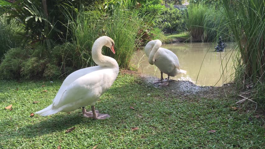 Swans standing and cleaning