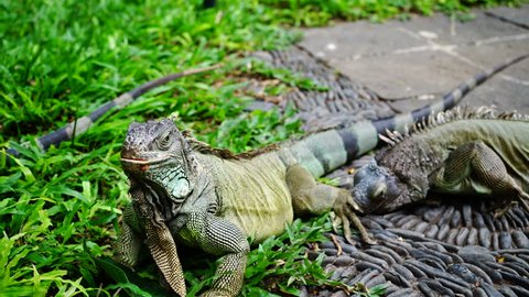 Iguanas. Iguana is crawling to its neighbor and attracts attention to its tenderness. It looks funny.
