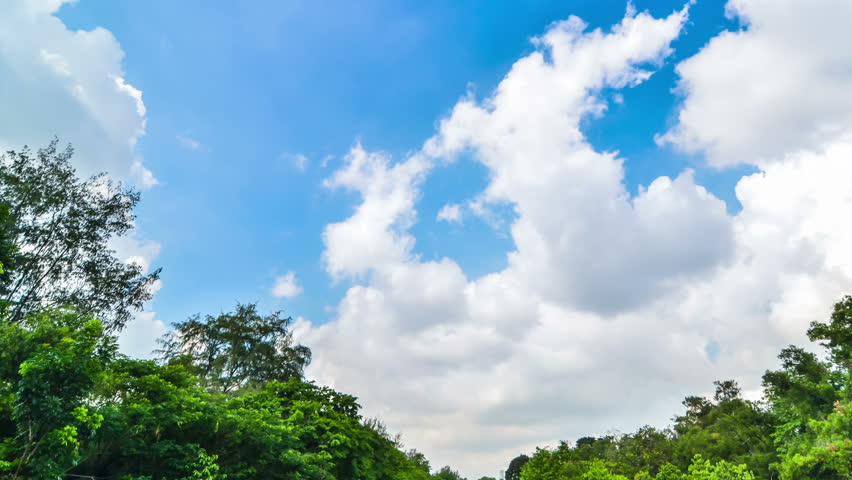 Green Lawn and Trees Park Time Lapse