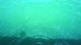 video of school of small silver fish swimming in green tropical ocean boat pier