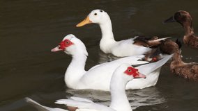 video of different type of ducks swimming together. Red and white, brown big and small