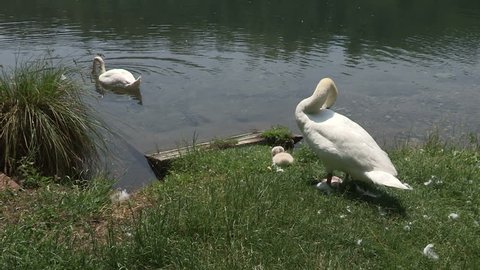 a family of swans by the river/ SESTO CALENDE,ITALY, JUNE 4 2015