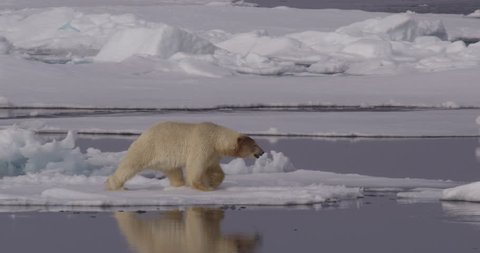 Polar bear in slow motion leaps across a break in the sea ice making a splash and continues on its way. A011 C025 07175W 001 A