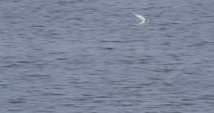 Arctic tern flies along shore fishing wheeling and diving with other terns. A008 C092 07131F 001