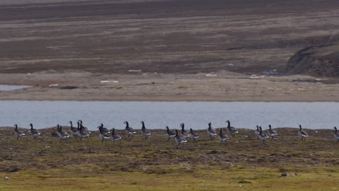 a couple dozen barnacle geese run comically towards a pond in the arctic. A008 C087 0713JR 001