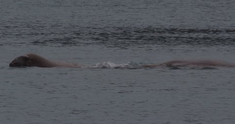 Slow Motion of Walruses playing and swimming in Arctic Ocean off Svalbard. A004 C020 0710YE 001