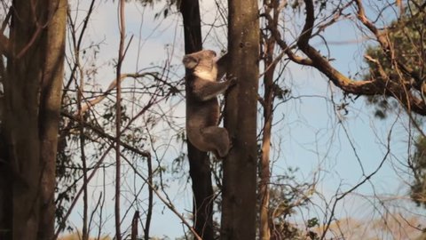 Koala bear is climbing on a tree