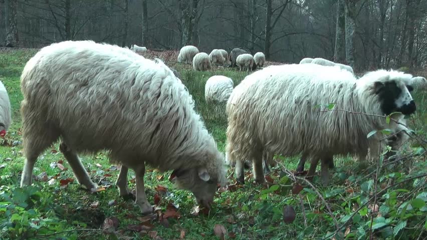 Sheep graze the grass