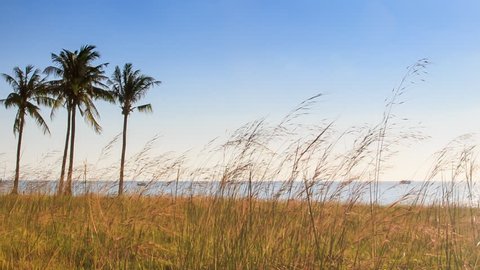 panorama of thin high grass and palms on beach against blue sky and azure sea windy