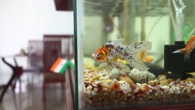 colorful gold fish enjoying in the aquarium kept inside drawing/visitors room of an apartment house on background of dining table and chairs