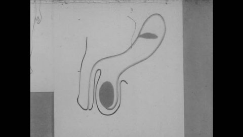 UNITED STATES 1950s: Man Points Stick at Diagram of Penis to Explain Ejaculation Process