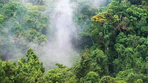 Humid climate of asian rainforest. Mist and fog among jungle forest canopy