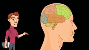 Brain anatomy study vector animation - Powered by Shutterstock - Get 15% off with code: PIKWIZARD15