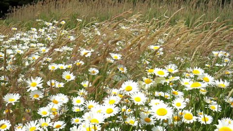 Chamomile on a meadow in Belgian countryside.