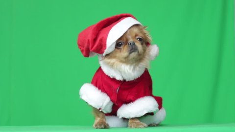 puppy dressed as Santa Claus on a green screen