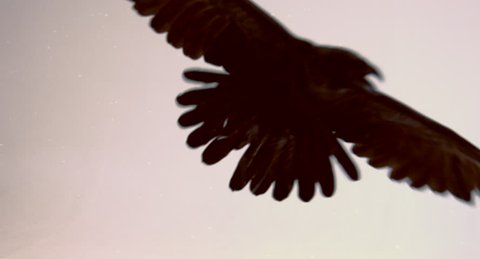 Flight of a black raven on a white background.